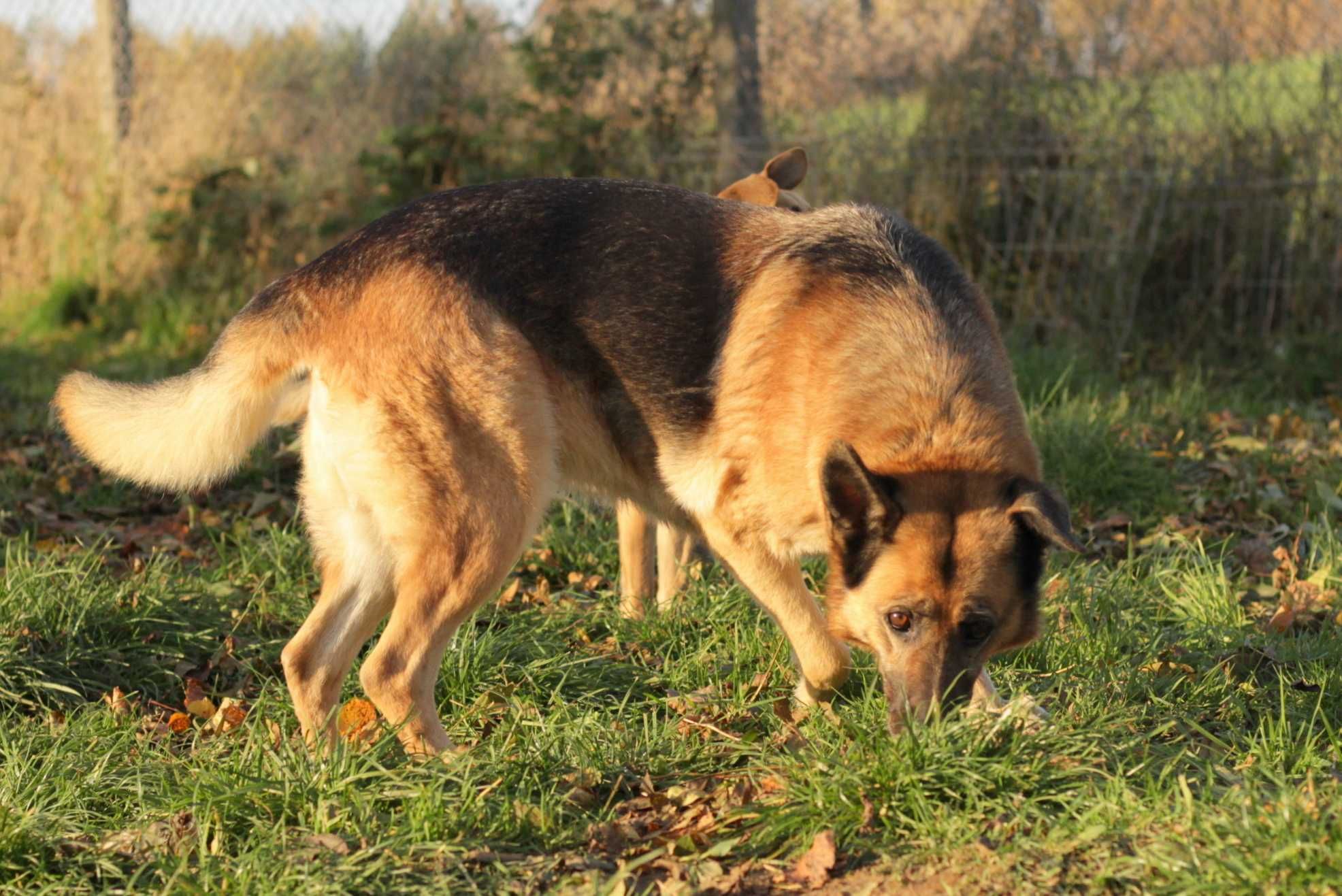 Mafia suczka owczarek niemiecki ADOPCJA