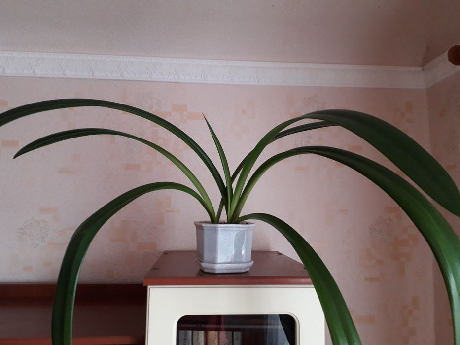 Гиппеаструм. Комнатные растения.