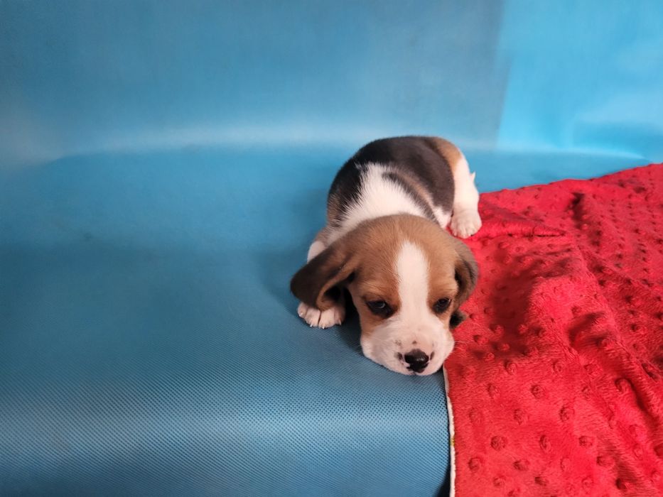 Beagle piesek sprzedam