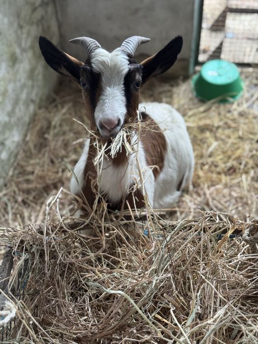 Cabras anãs algumas prenhas