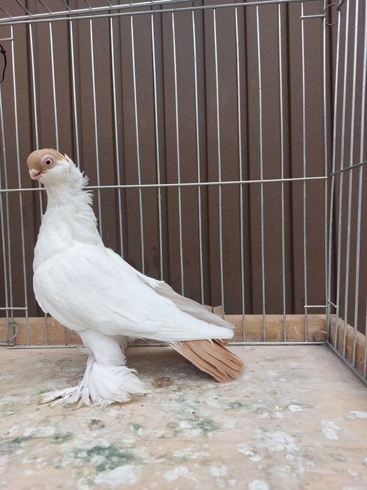 Krymka Białostocka samica z 2023r