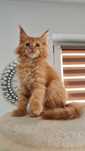 Maine coon  kocur rudy