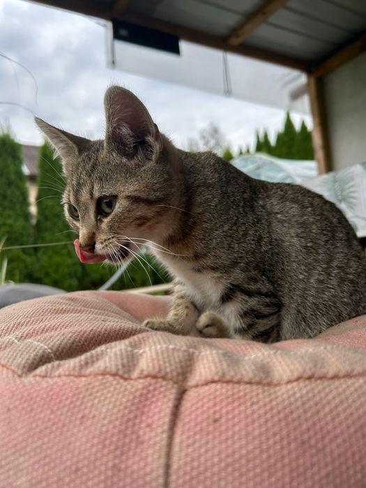 Kociak TAJGER szuka domku
