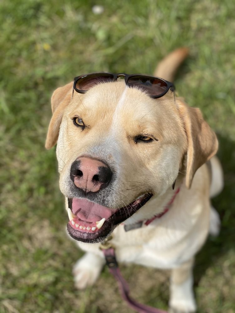 Bosski - wspaniały pies w typie labradora mix amstaff