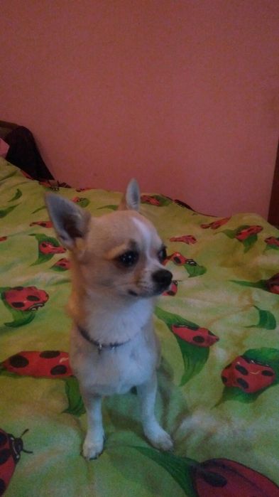 Вязка ждём свою возлюбленную чихуахуа