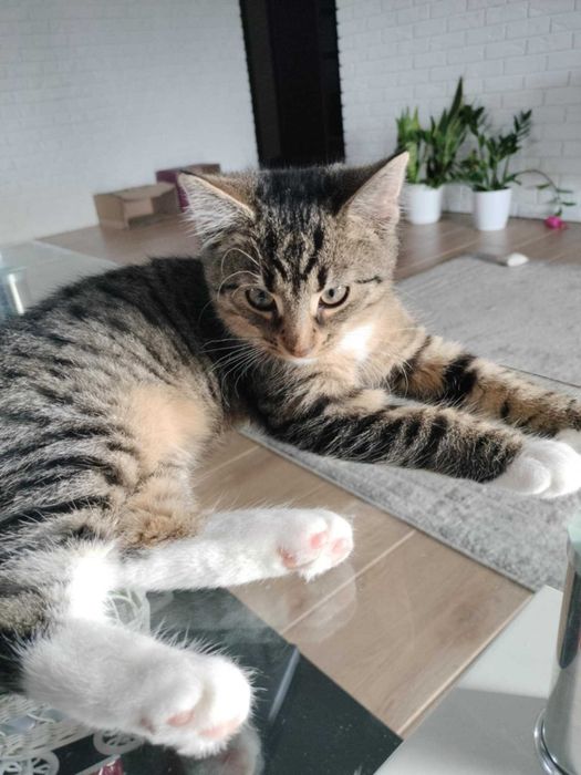 Kotek do adopcji malutka