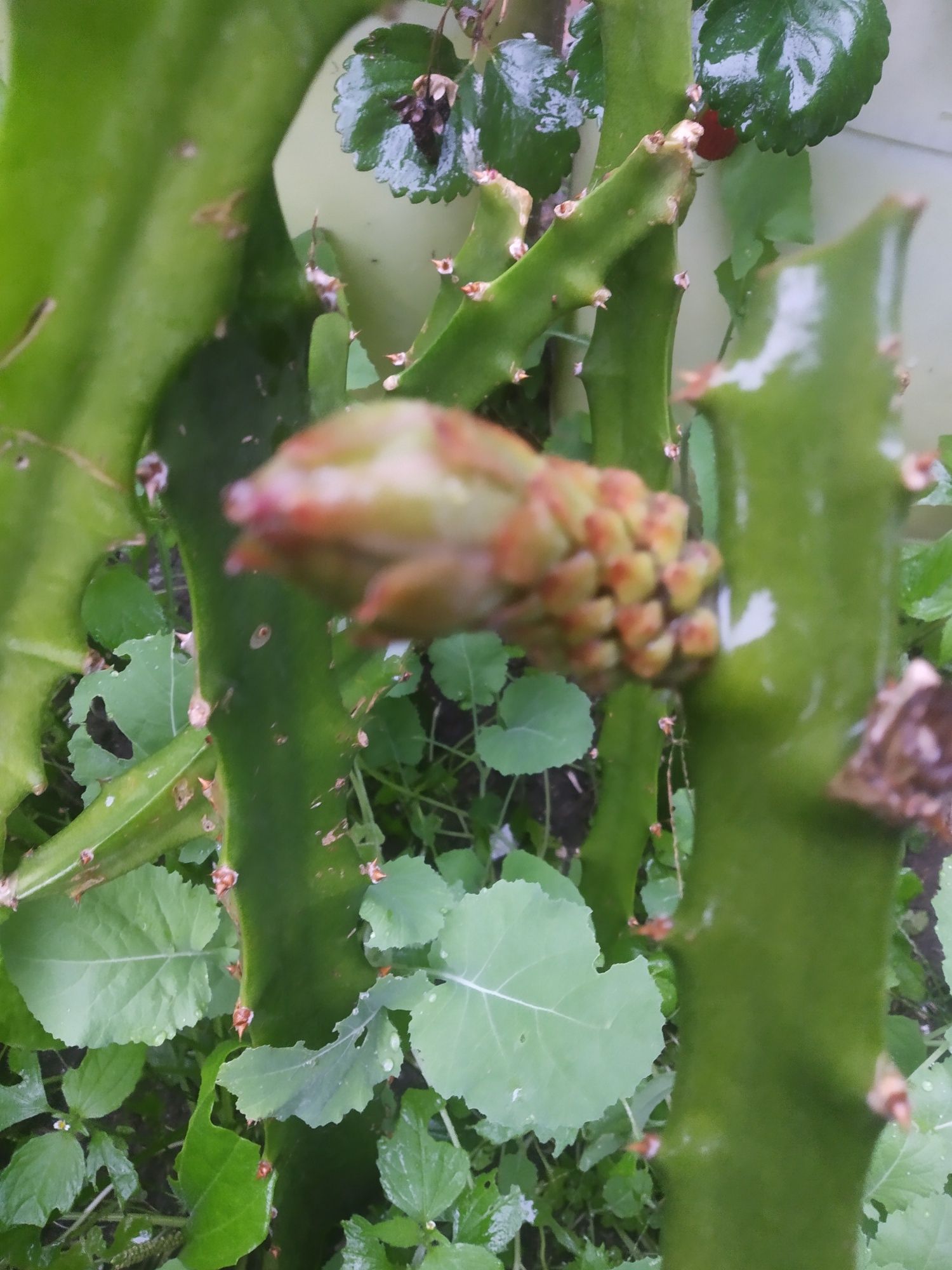 Plantas de Pitayas Amarelas palora Megalanthus Equador Híbrida