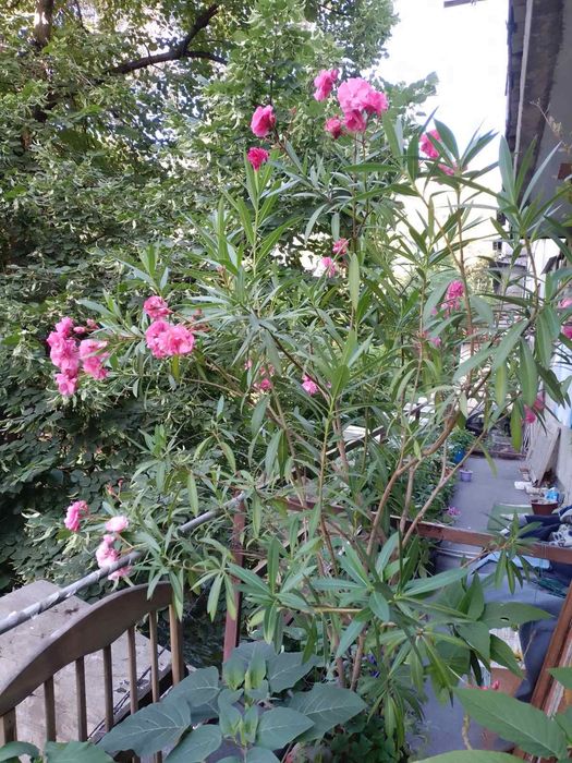 Продам  олеандр.