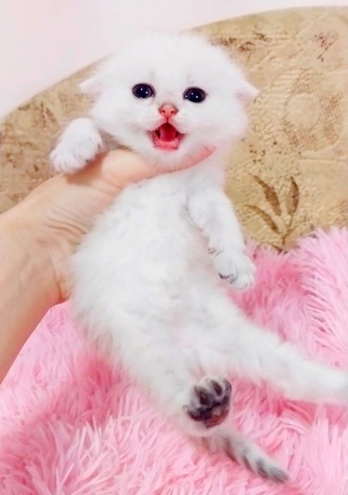 Шотландські хлопчики біленькі красунечки