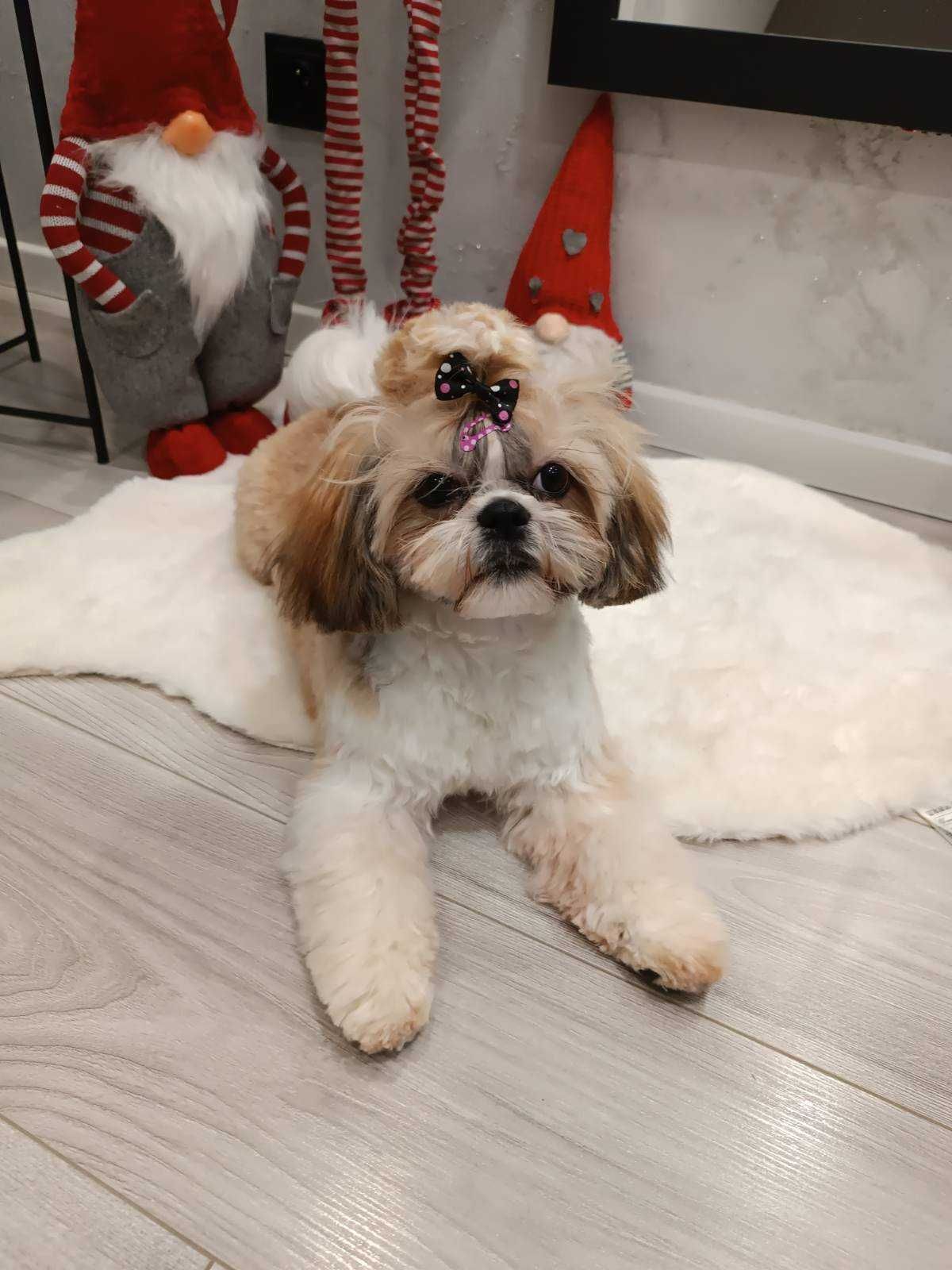 SUCZKA Shih tzu mini wzorzec rasy