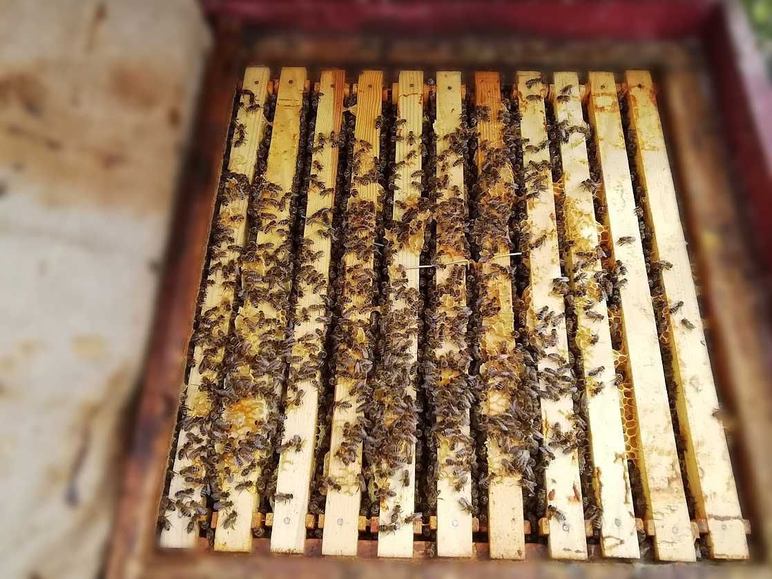 Бджолопакети (карпатська бджола)