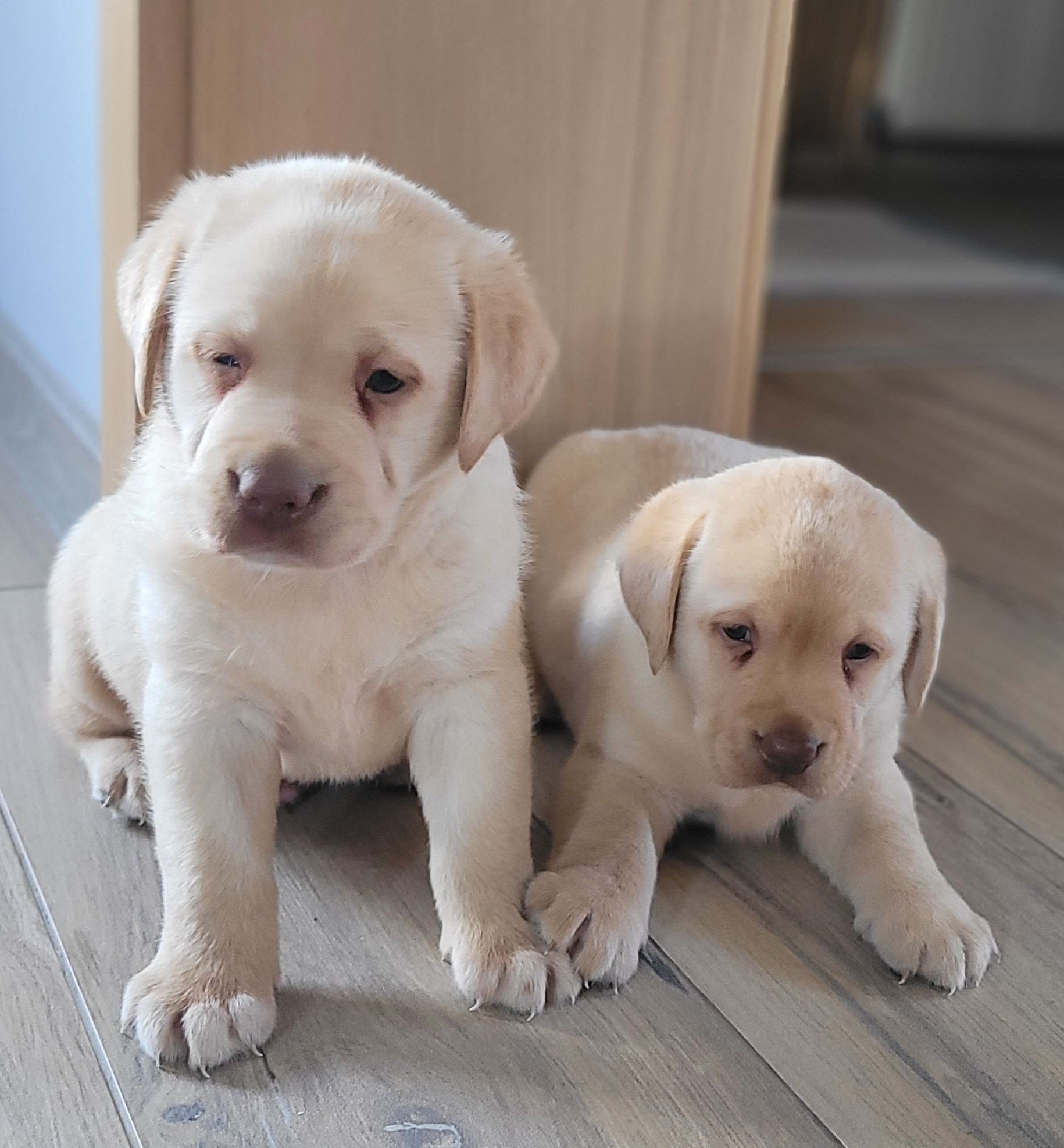 Labrador Retriever Biszkopt Piękny