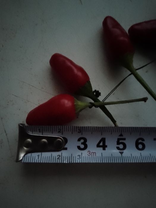 перец чили очень острый  2-3см 
высылаю по Украине цена за 1штуку 
уро