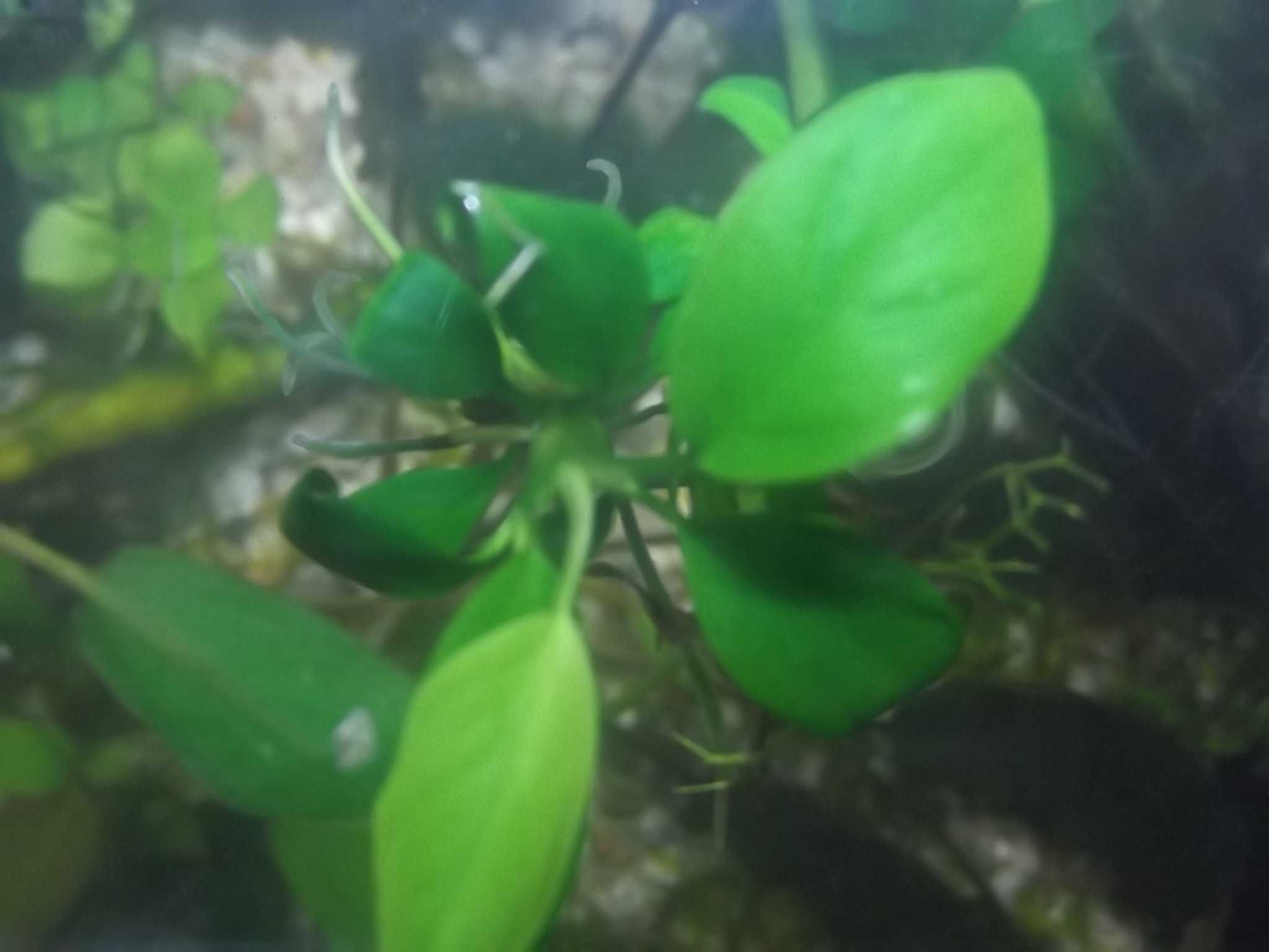 Anubias nana, roślinka do akwarium