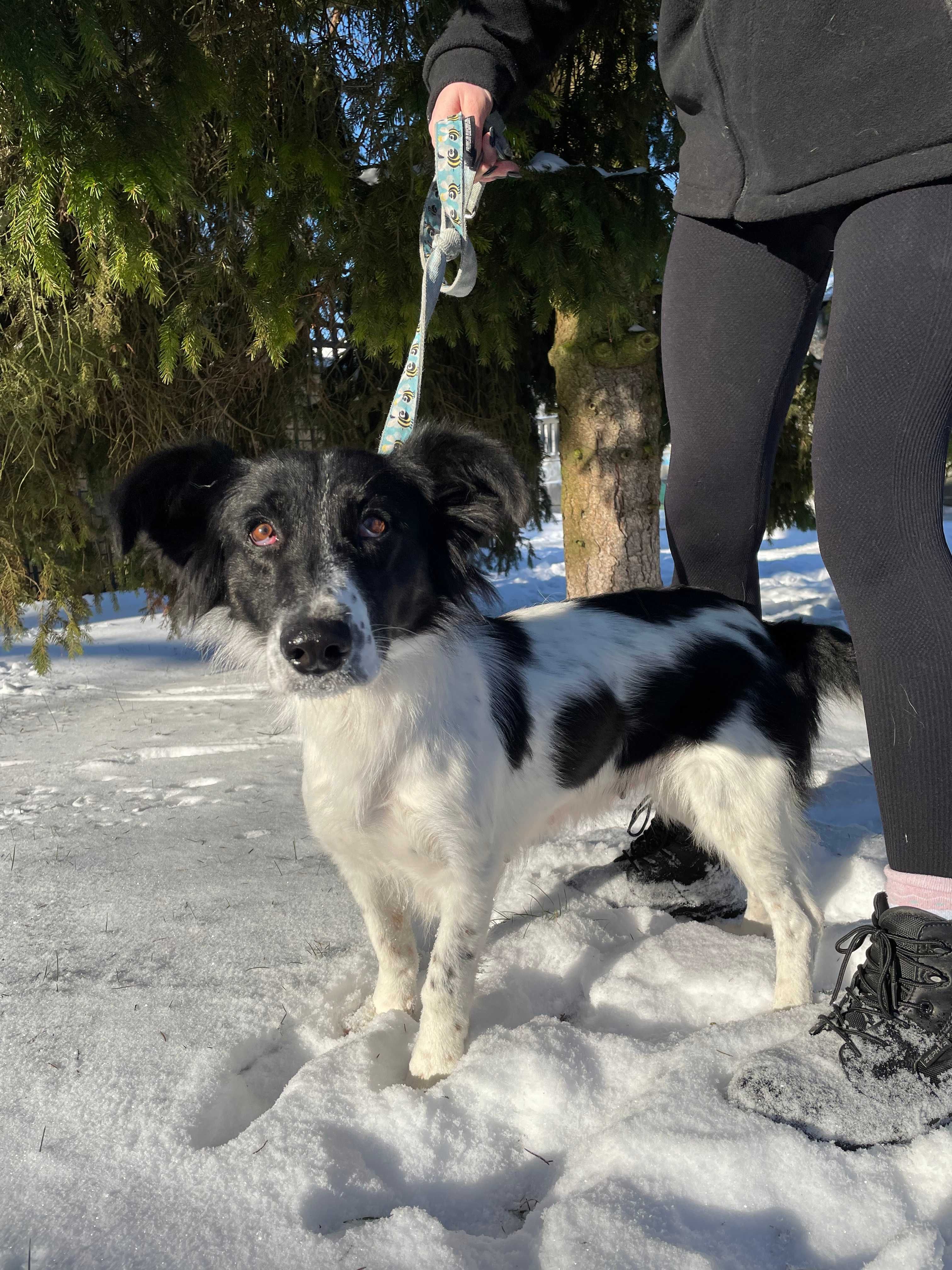 Samka - średniej wielkości sunia szuka nowego domku