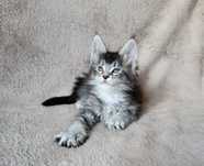 Dziewczynka maine coon z rodowodem FPL