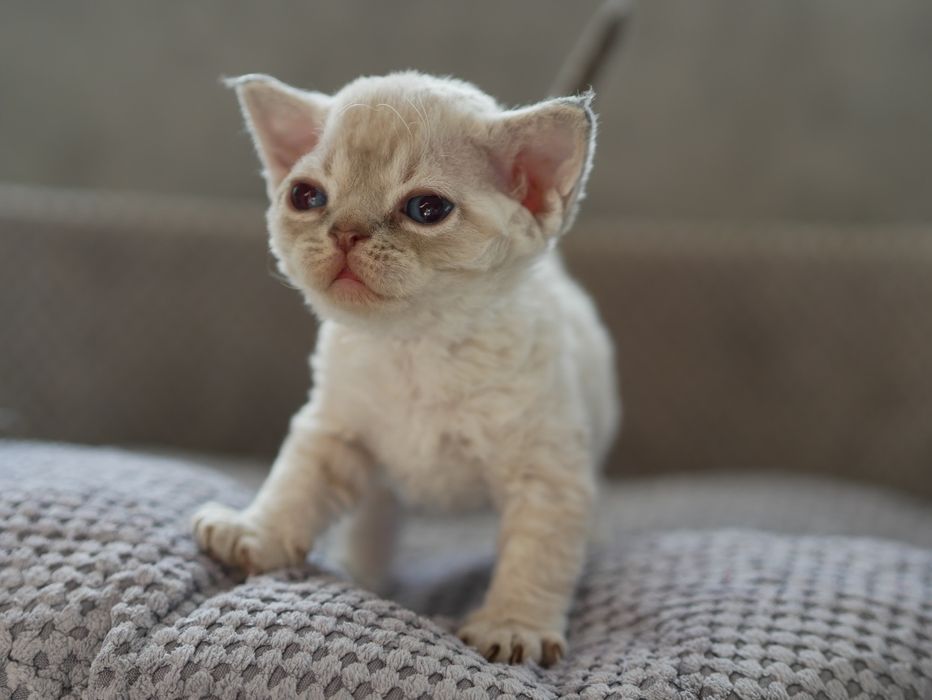 Devon Rex, dziewczynka