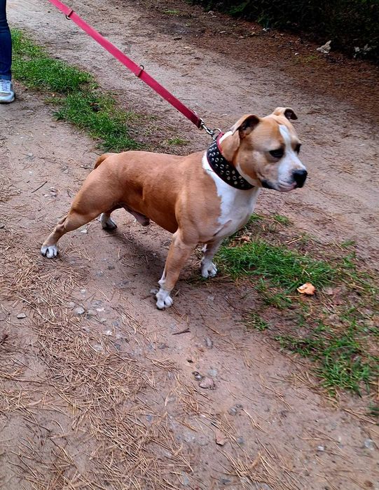 Amstaff z rodowodem, piekne szczenięta, bialoglowy samiec Louis