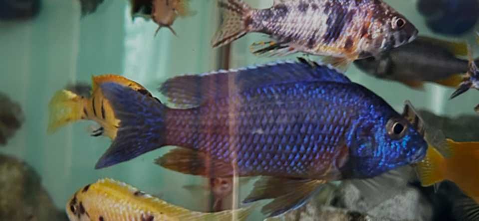 Aulonocara Chilumba Azul