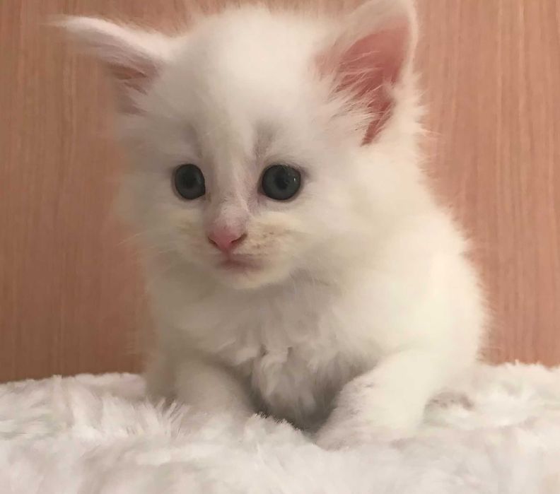 Olbrzym długowłosy Maine coon niebieskookie kocurek kociczka Kotek