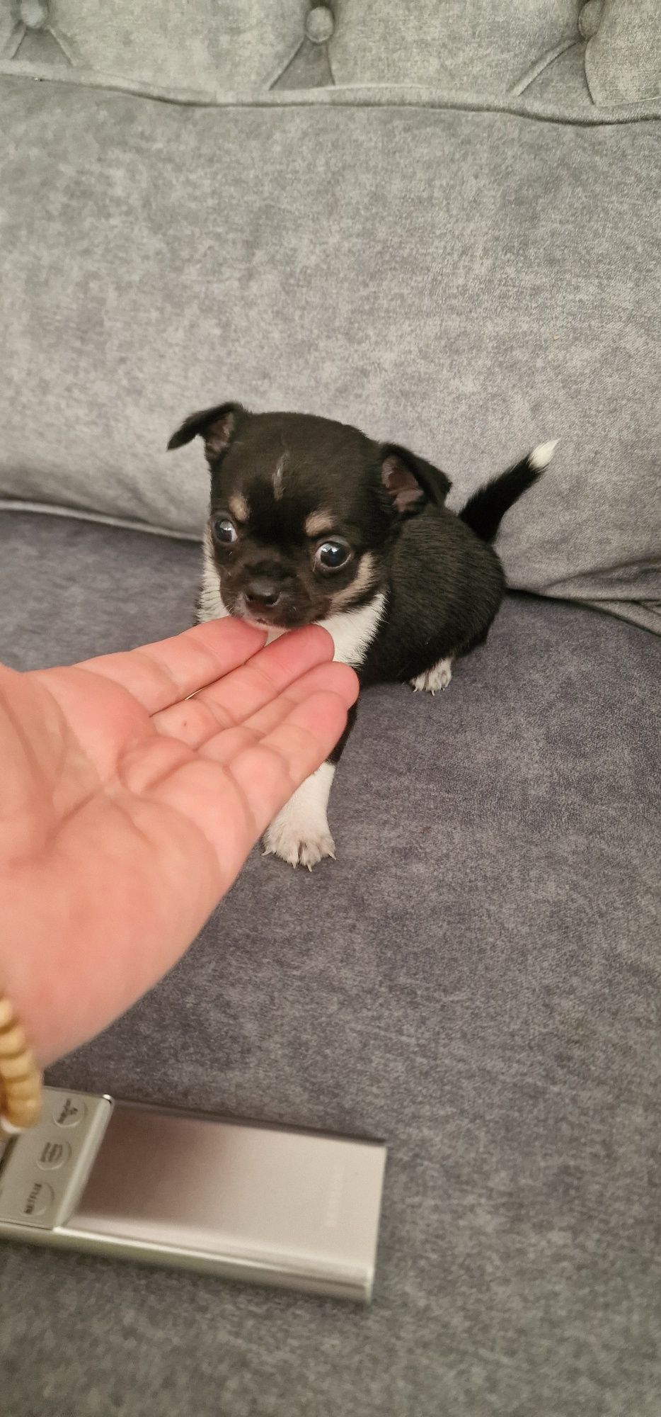 Chihuahua top top