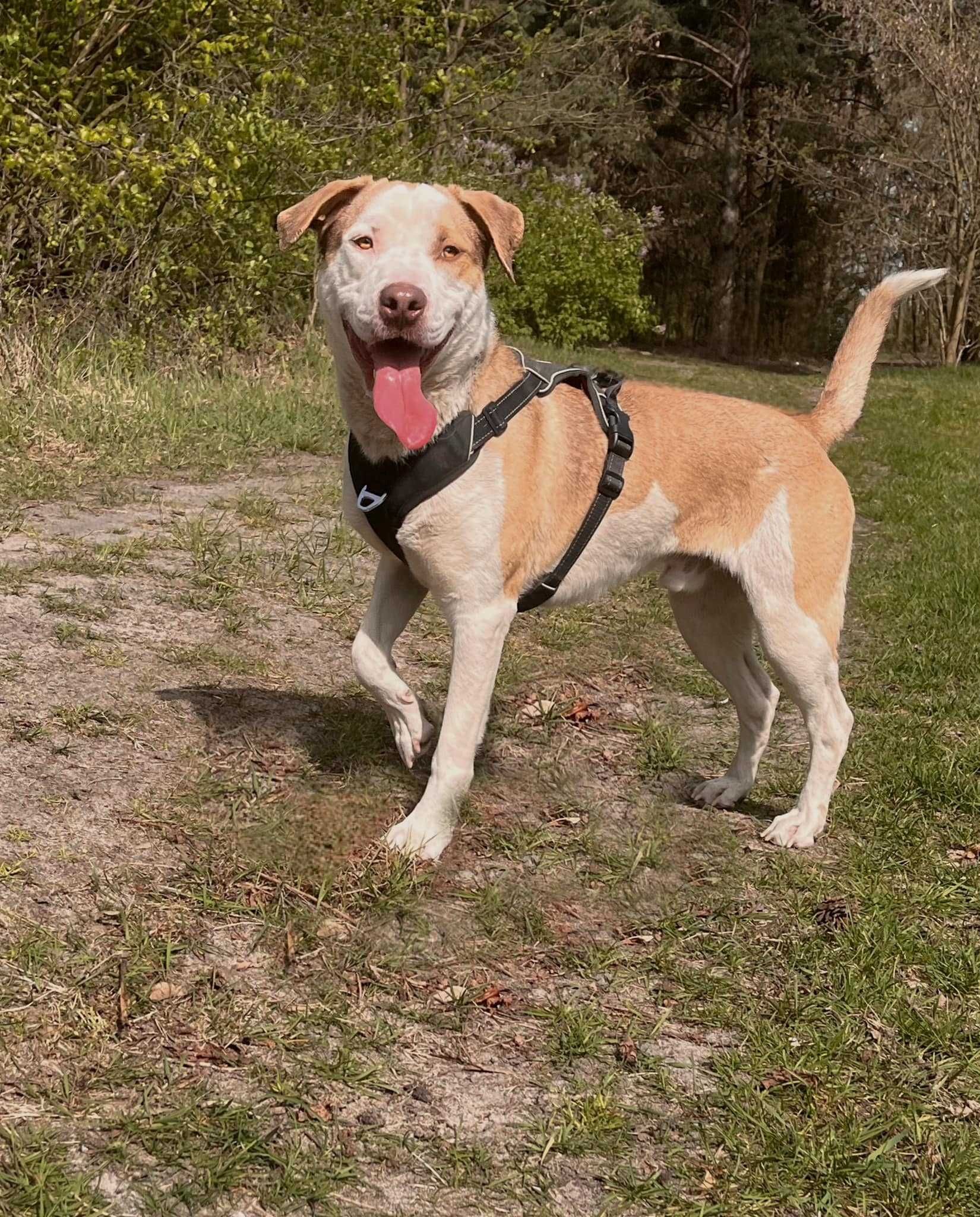 Amstaff, American Staffordshire Terrier  mix rubin  aktualne