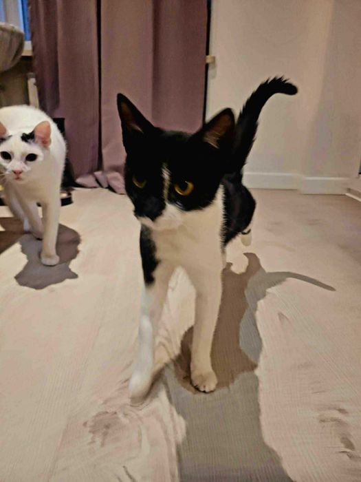 Kotka Trufelka szuka kochającego domu