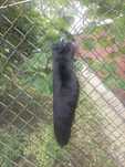 Brelok z ogona lisa naturalnego