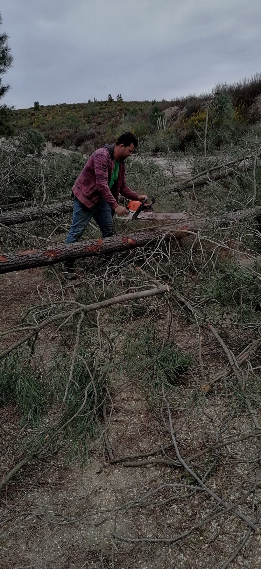 Limpeza de terreno