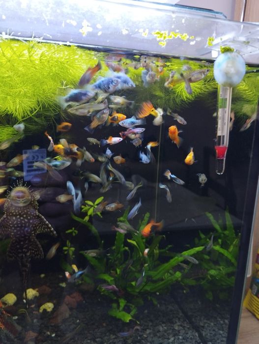 Platka, gupiki mix kolorów