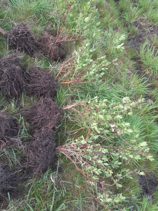 Sprzedam 4,5-letnie sadzonki jagody kamczackiej Wojtek.