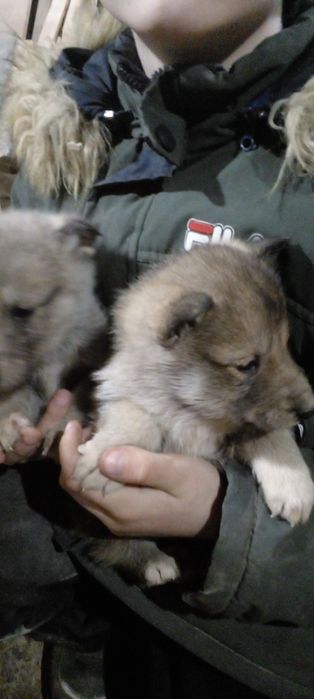 Западно сибірські лайки чекають на свого господаря