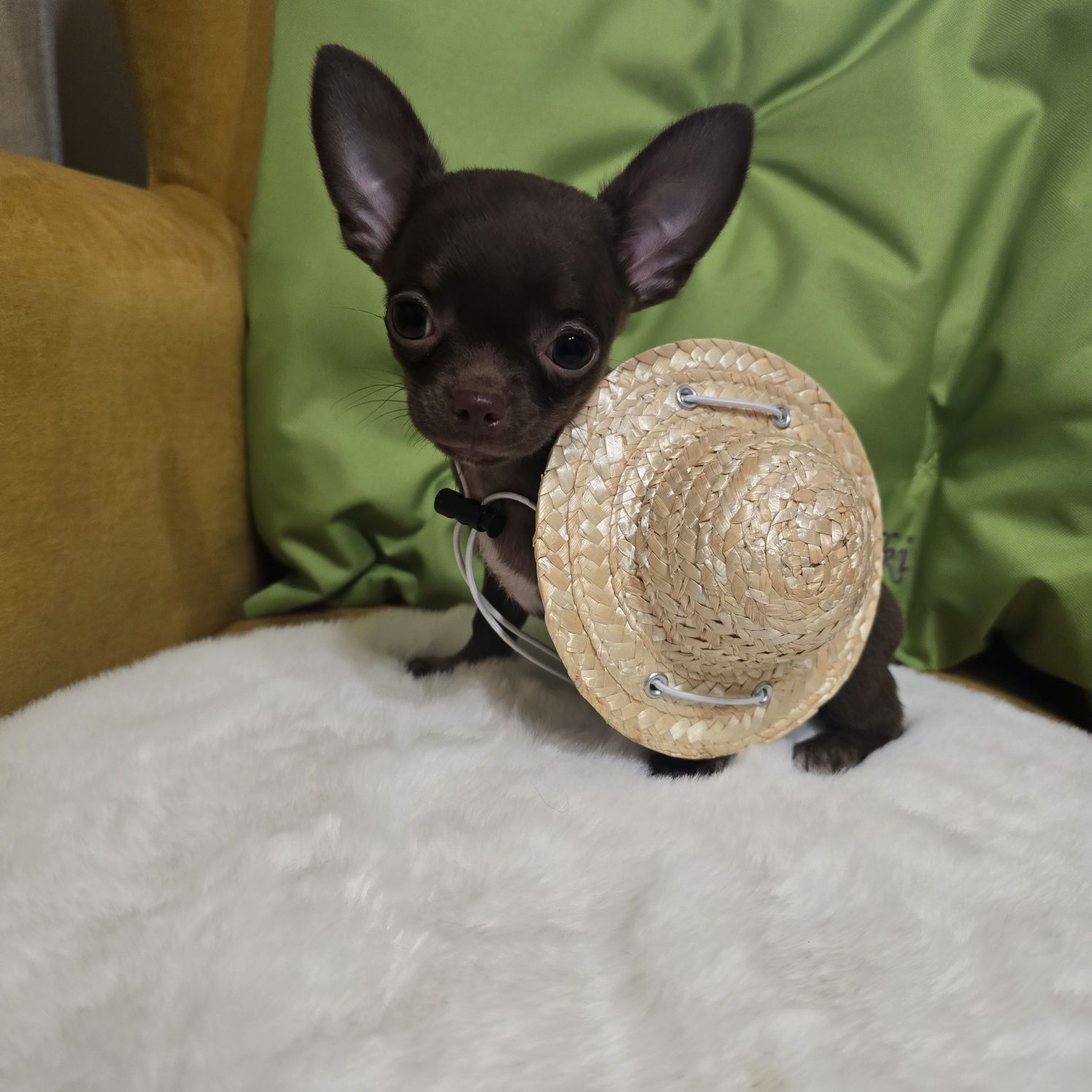 *Juz do odbioru *Chihuahua samiec  czekoladowy