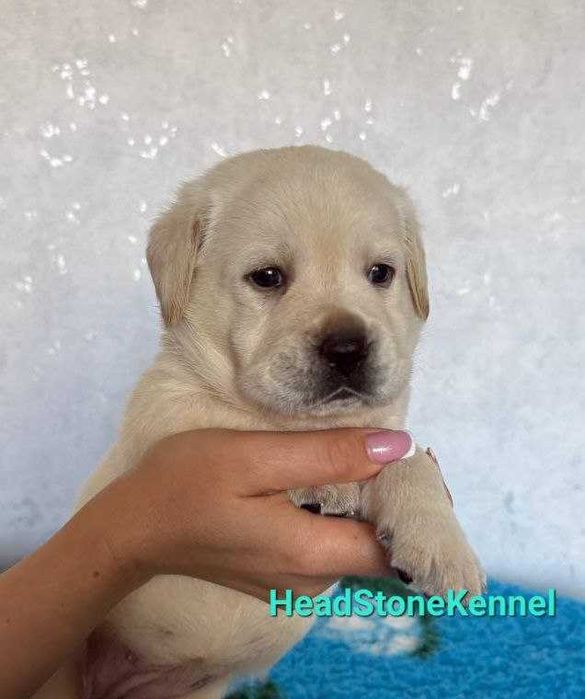 Лабрадор ретривер. Документы КСУ