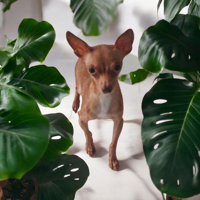 Toy rosyjski Ratlerek Sarenka samiec 2 lata paszport