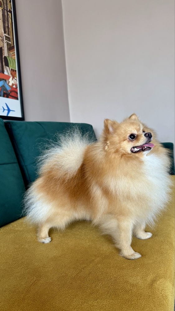 Reproduktor Szpic miniaturowy pomeranian