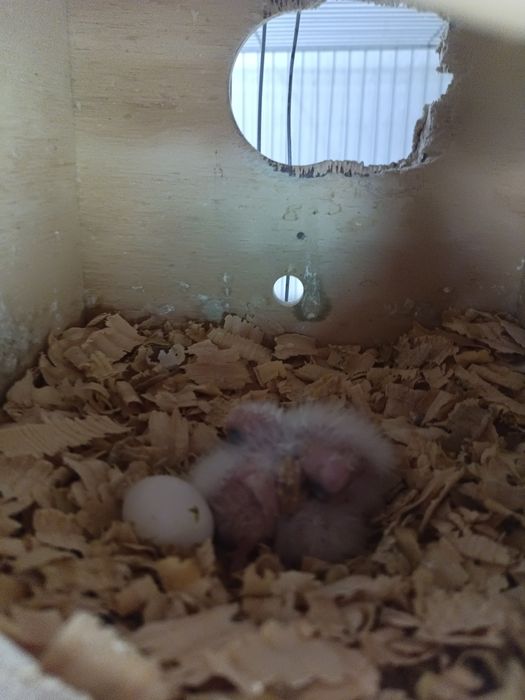 Caturras de face branca