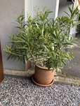 Duzy oleander wraz z doniczka