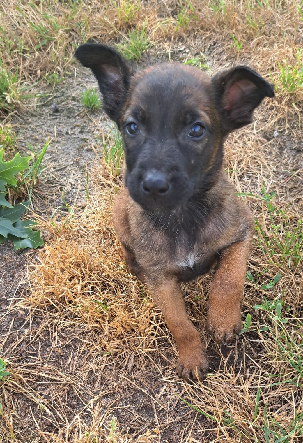 Owczarek belgijski Malinois - suczka