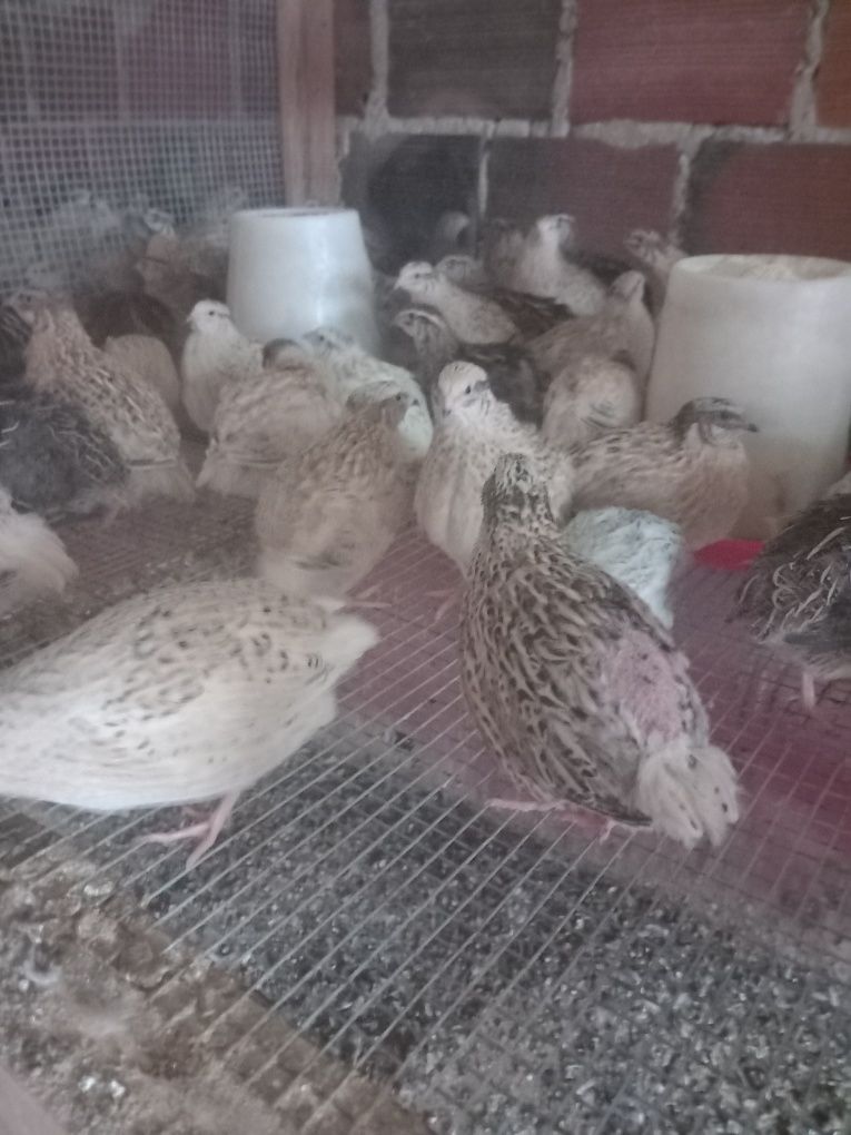 Codornizes para venda