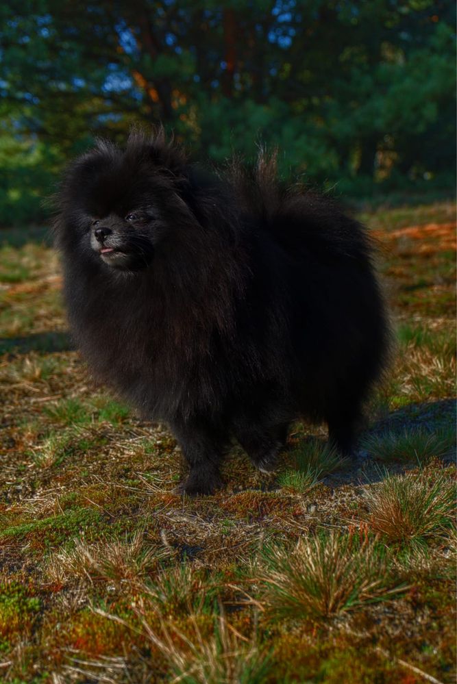 Szpic miniaturowy pomeranian zapowiedz miotu