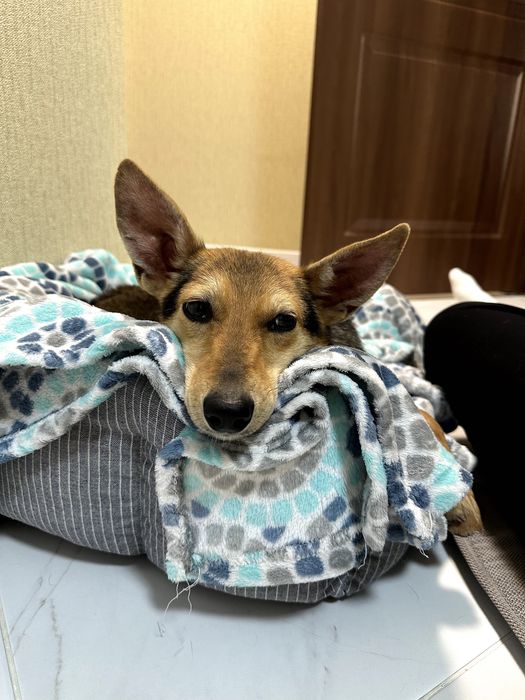 Дуже чемна дівчинка Лора шукає свою сім'ю