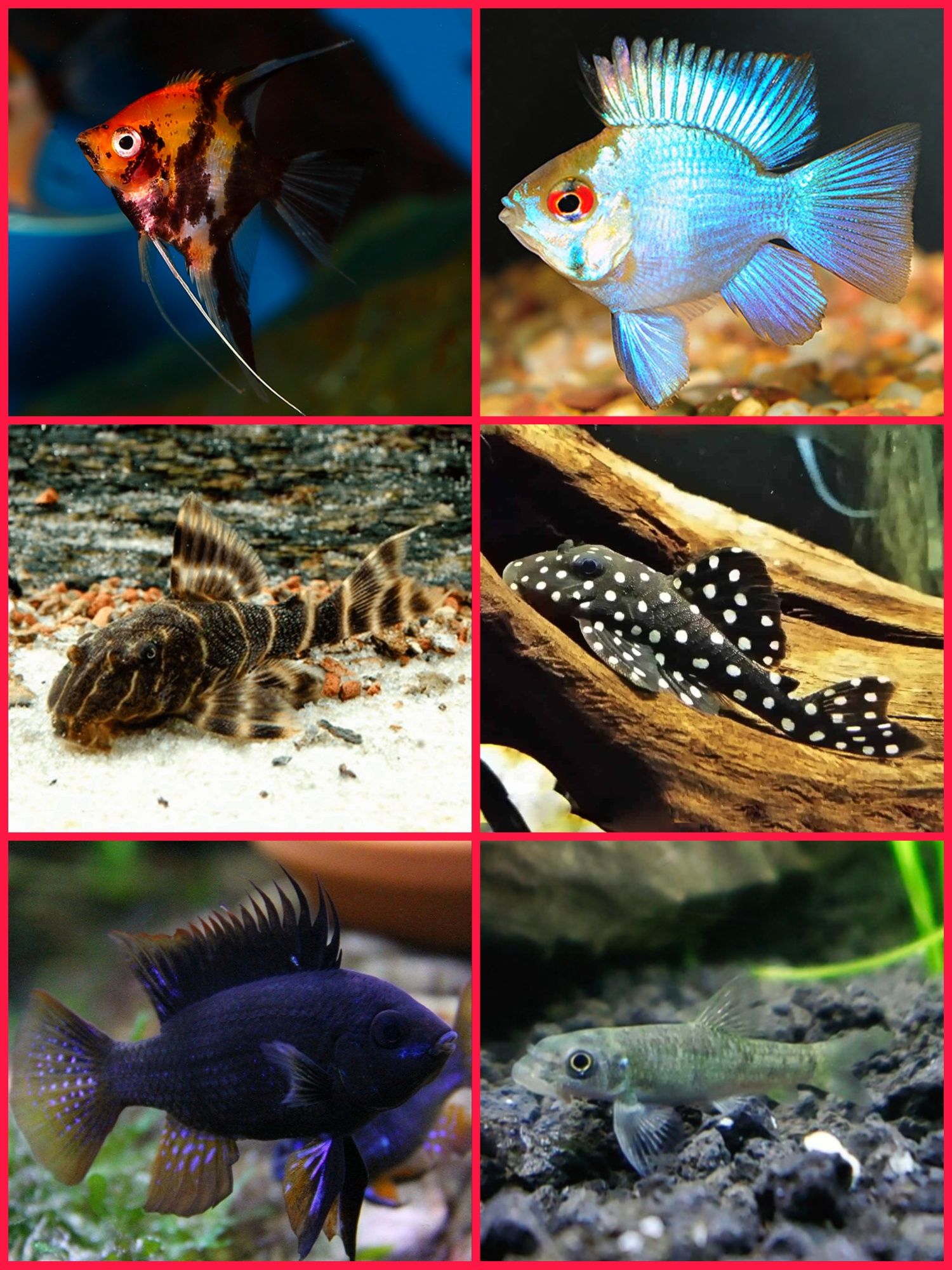 Aquasousa.com - Tetras, Guppys, Corydoras, Neons e muito muito mais...