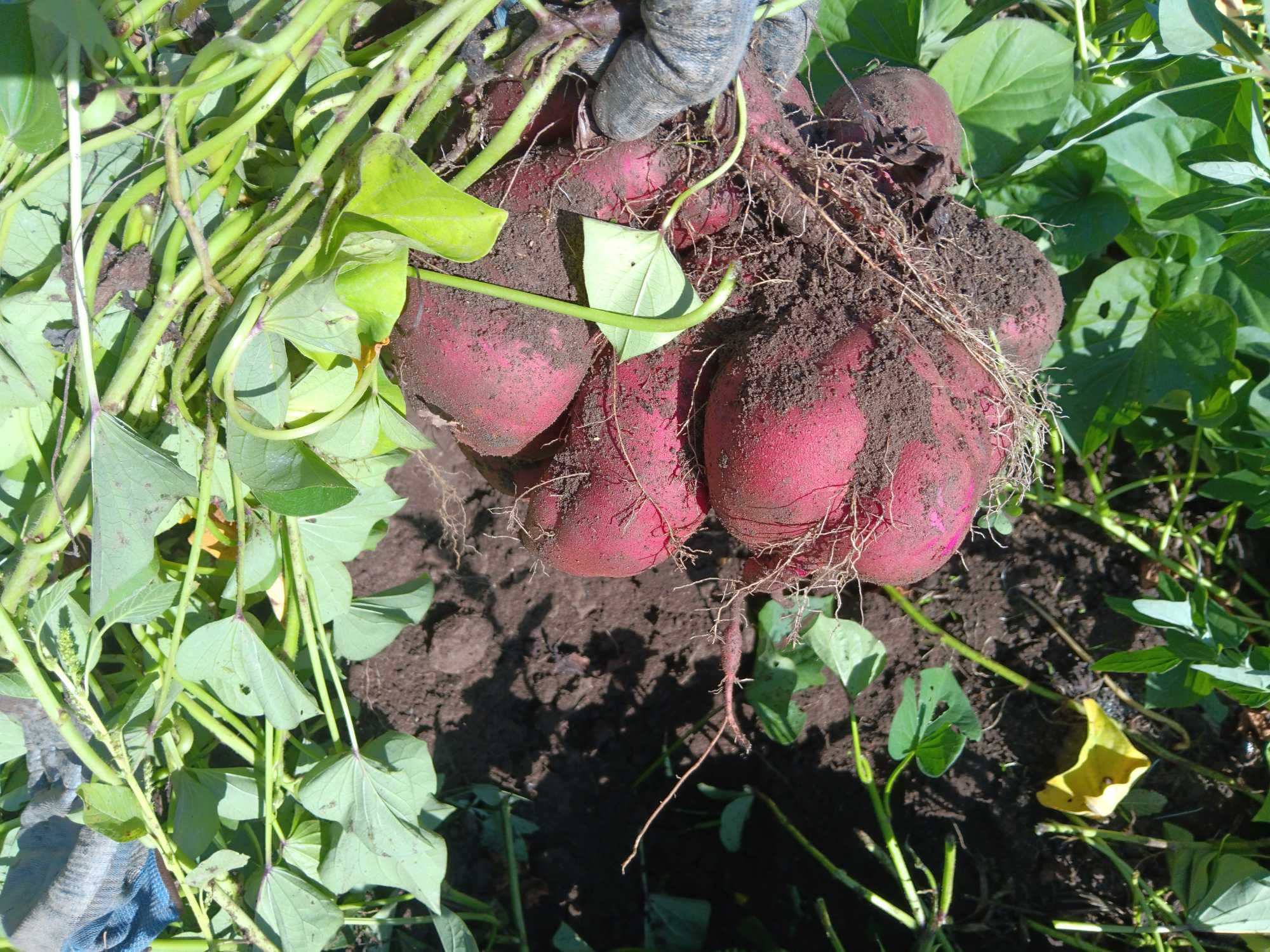 Batata doce nova biologica  0,8€ kg