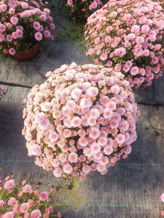 Chryzantemy drobnokwiatowe