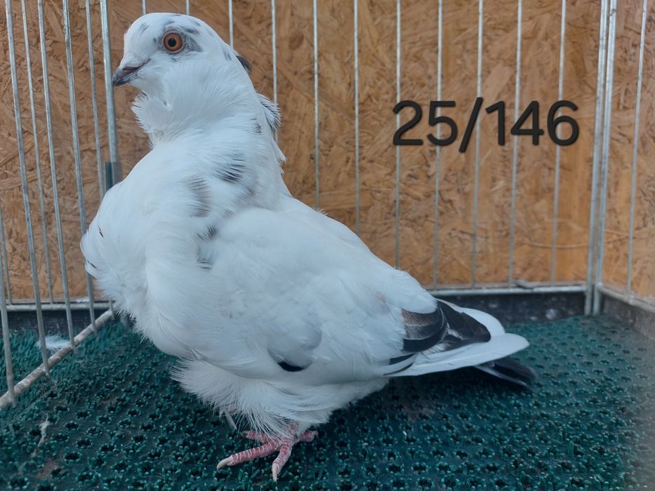 Mewka chińska, Gołąb chiński