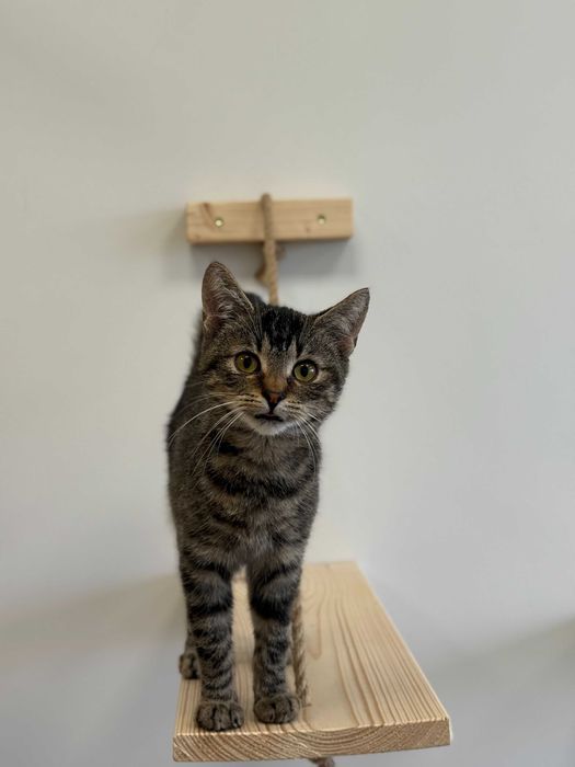 Flap - młody, ciekawski kot szuka kochającego domu!