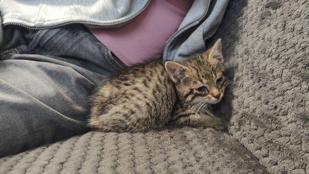 Oddam 2 kotki sierotki