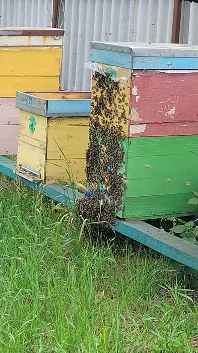 Продам  бджолині  сім'ї і відводки.