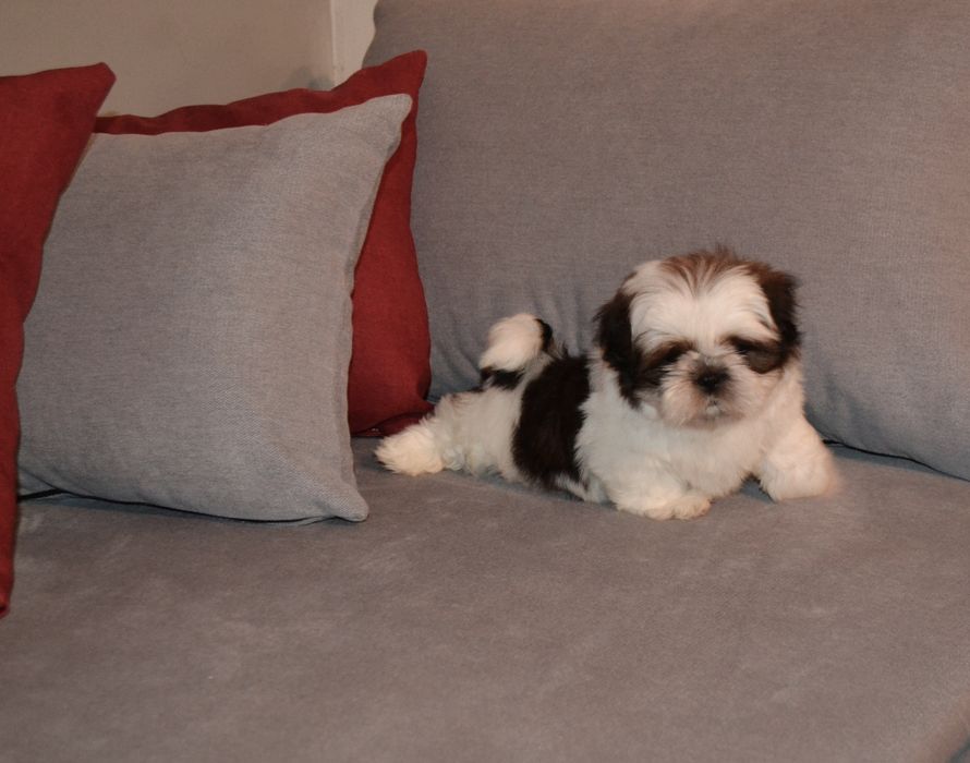 Śliczny malutki piesek Shih tzu
